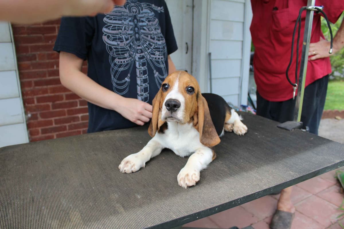 Beagles - Females breeder image 5