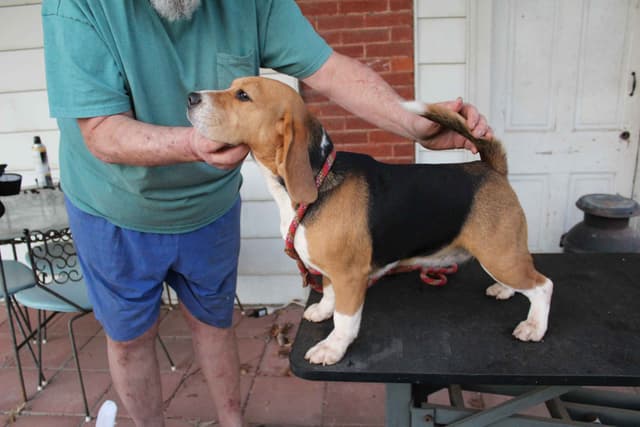 Beagles - Females media 2