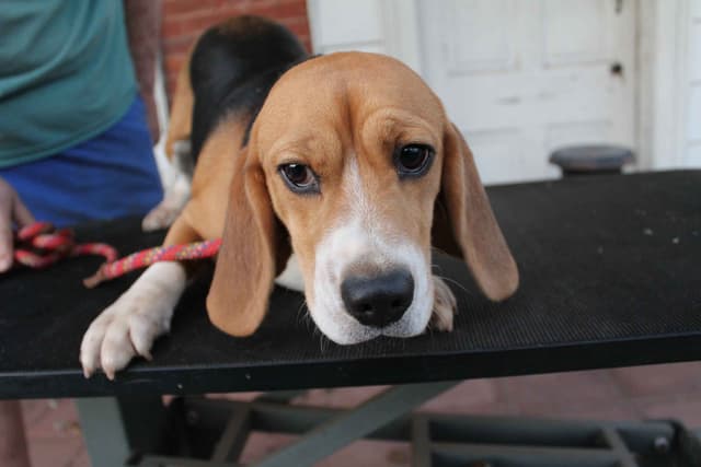 Beagles - Females media 3