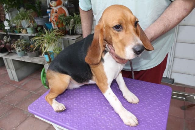 Beagles - Females media 4
