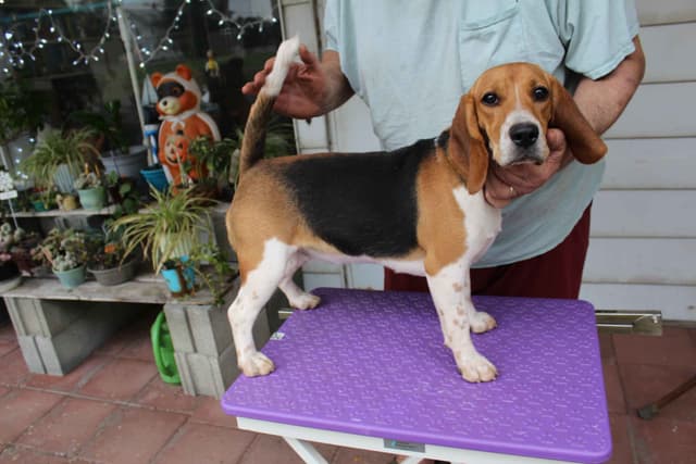 Beagles - Females media 5