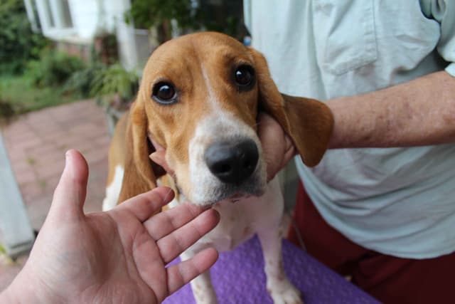 Beagles - Females media 6