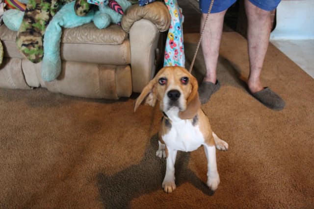 Beagles - Females media 8