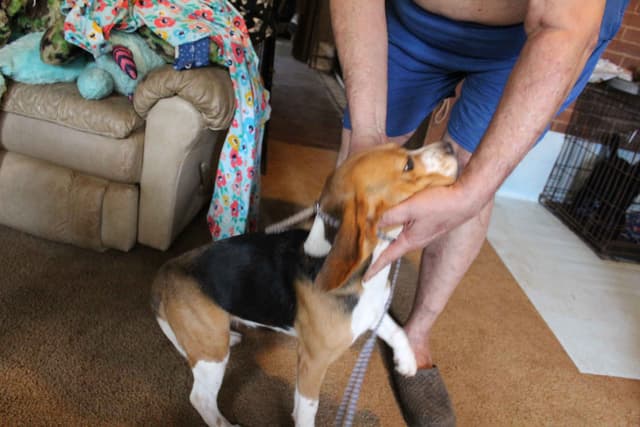 Beagles - Females media 9