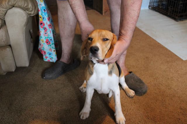Beagles - Females media 10
