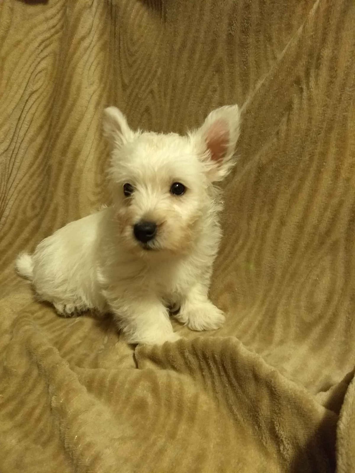 West Highland White Terrier Puppies breeder image 1