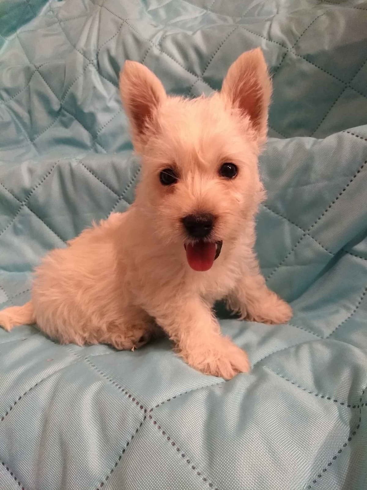 West Highland White Terrier Puppies breeder image 4