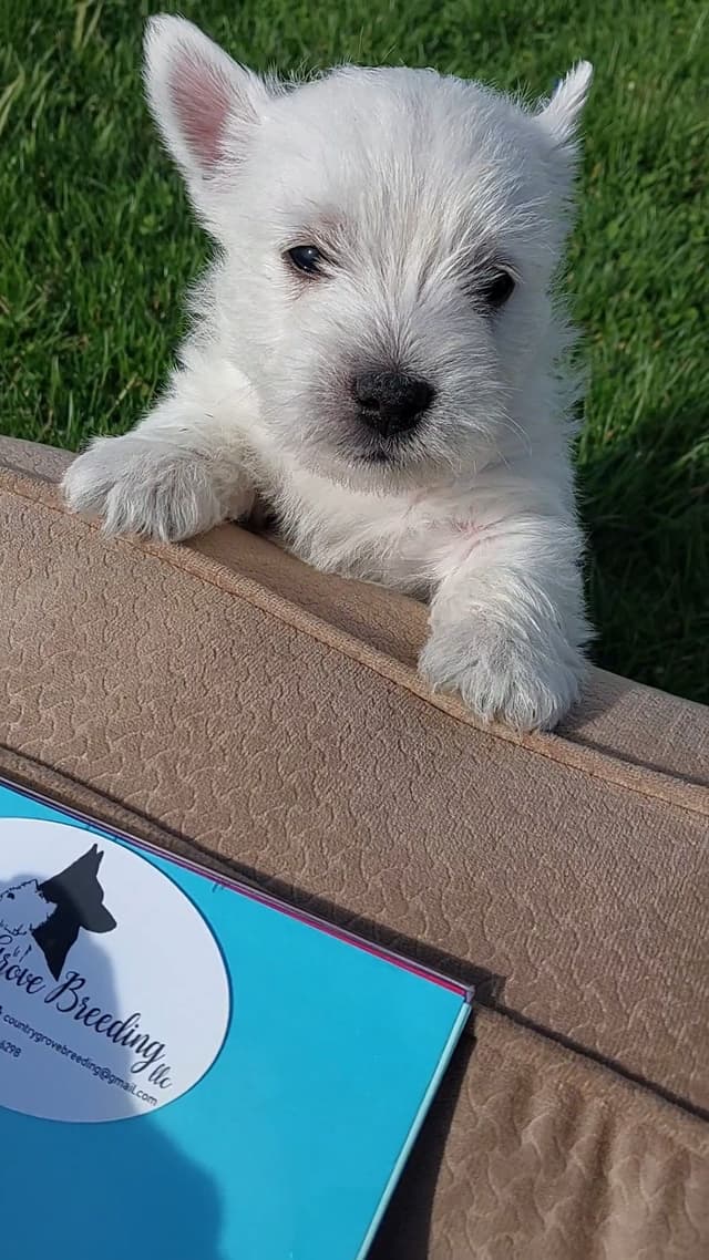 West Highland White Terrier Puppies media 2