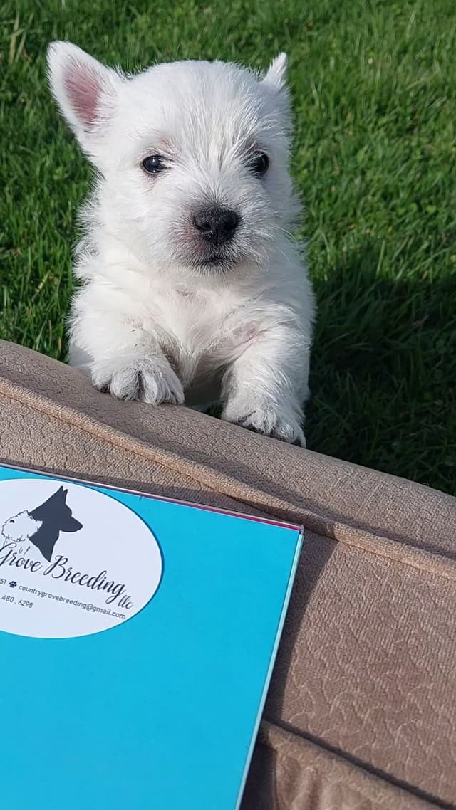 West Highland White Terrier Puppies media 3