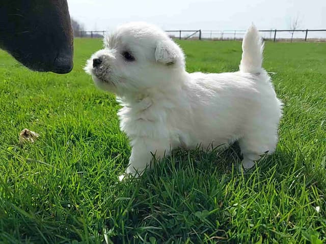 West Highland White Terrier Puppies media 4