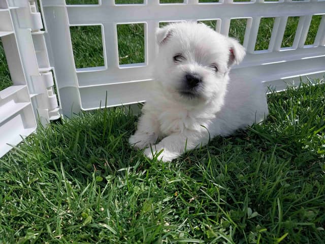 West Highland White Terrier Puppies media 5