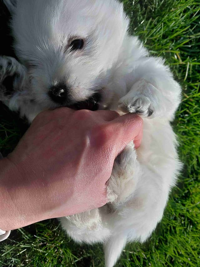 West Highland White Terrier Puppies media 7