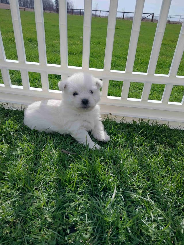 West Highland White Terrier Puppies media 9