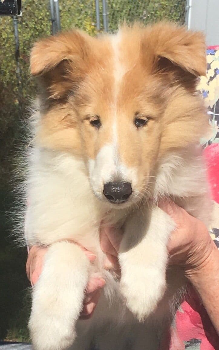 Collie Puppies breeder image 1