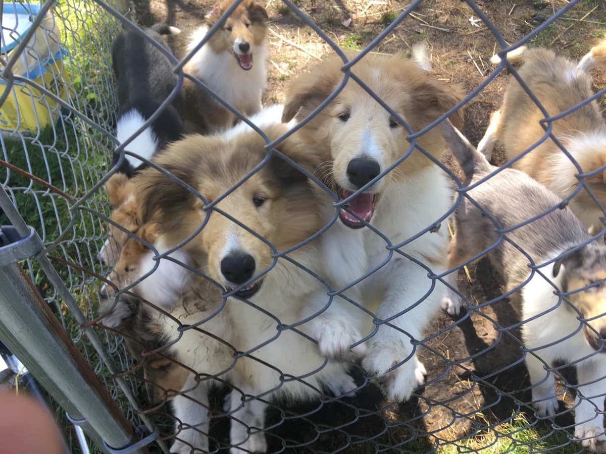 Collie Puppies breeder image 3