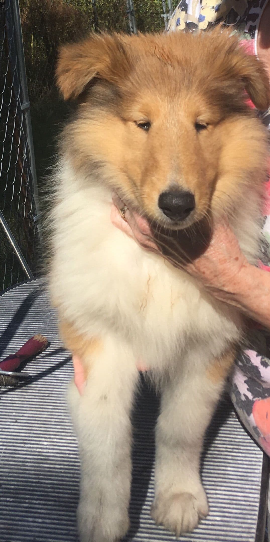 Collie Puppies breeder image 7