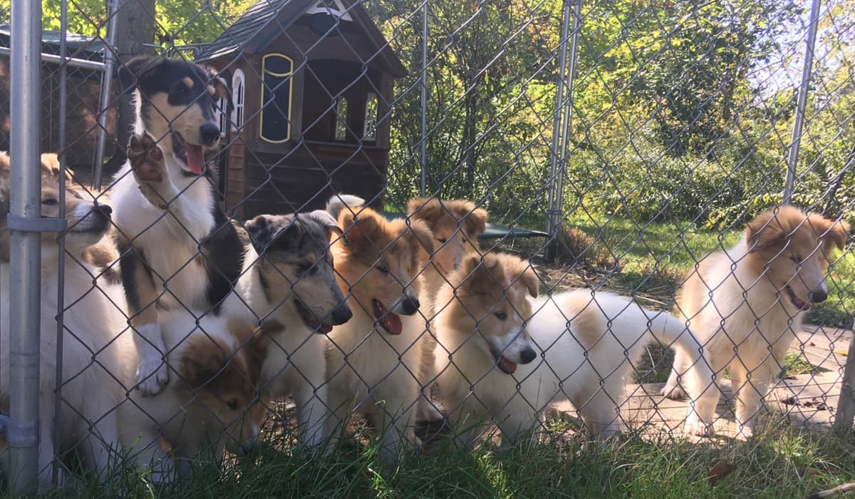 Collie Puppies breeder image 4