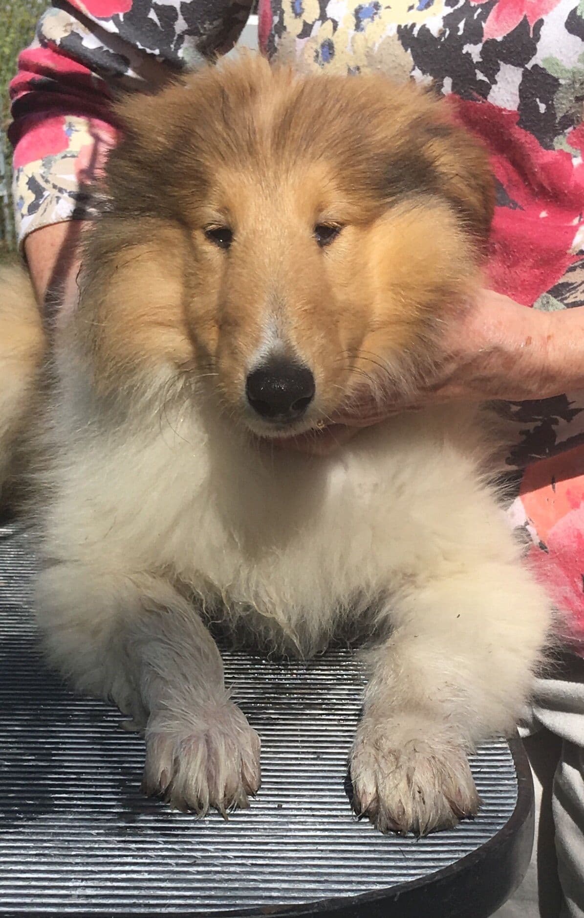 Collie Puppies breeder image 5