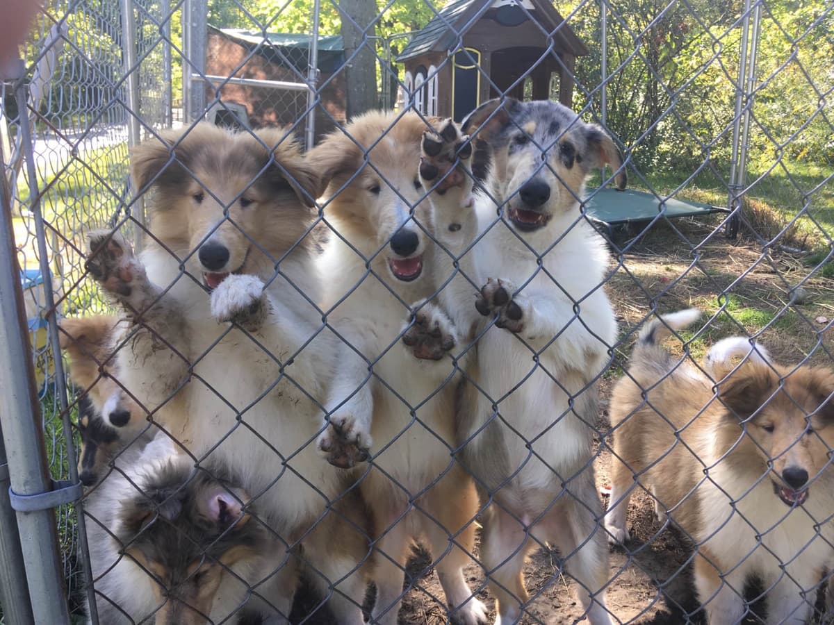 Collie Puppies breeder image 6