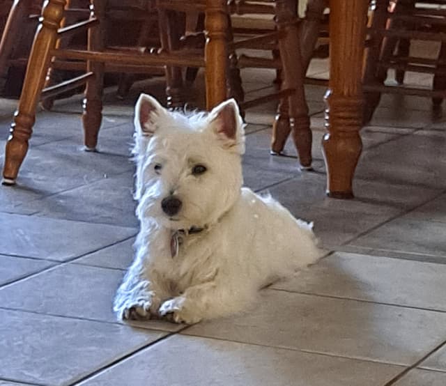West Highland White Terrier Puppies media 2