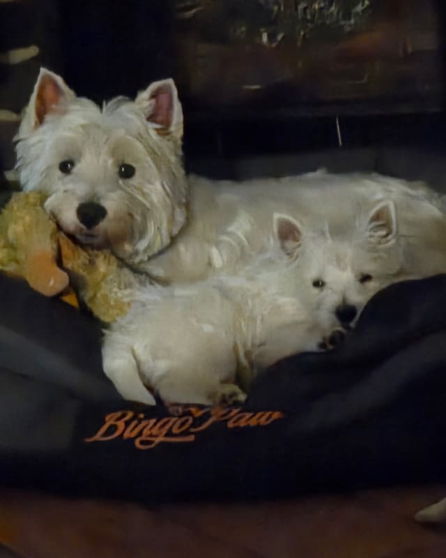 West Highland White Terrier Puppies media 3