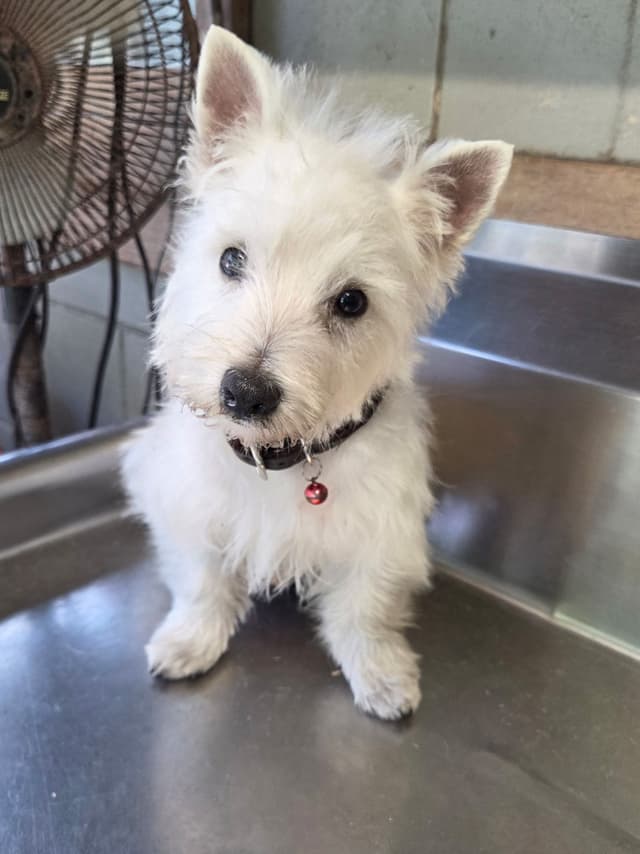 West Highland White Terrier Puppies media 4