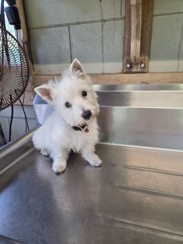 West Highland White Terrier Puppies media 5