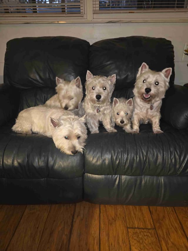 West Highland White Terrier Puppies media 6