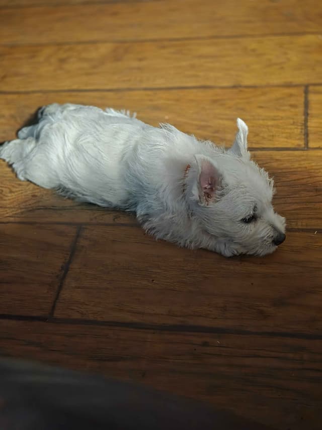 West Highland White Terrier Puppies media 7