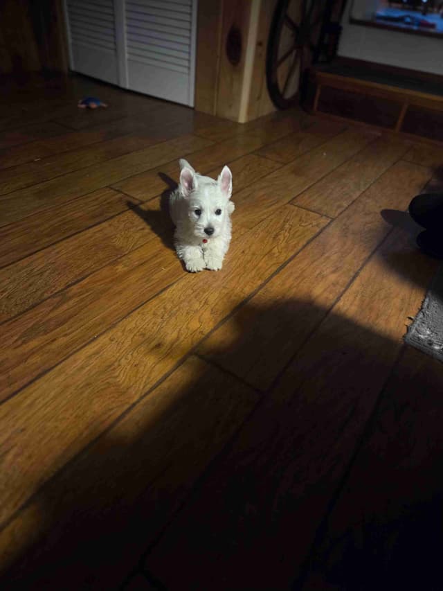 West Highland White Terrier Puppies media 8