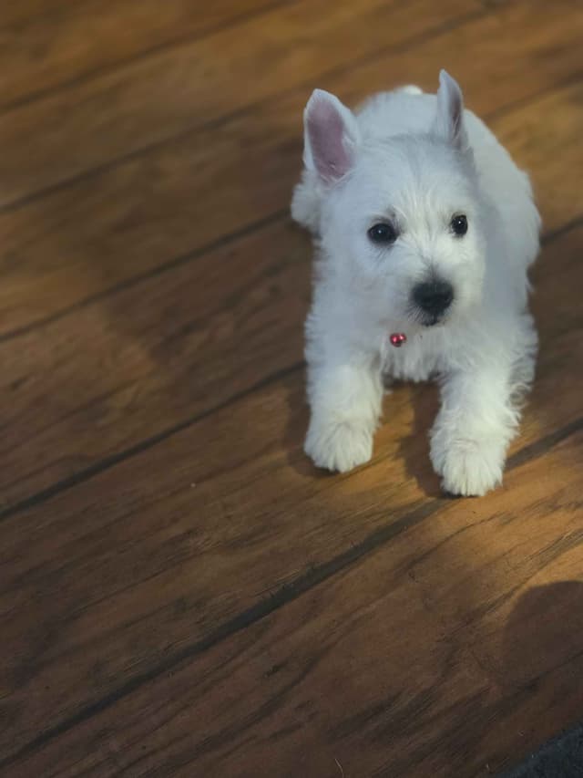 West Highland White Terrier Puppies media 9