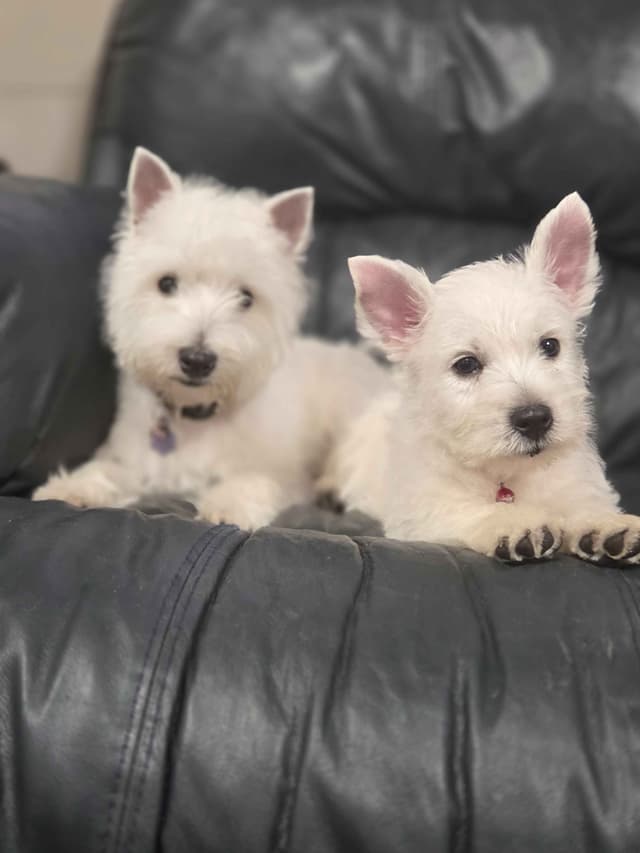 West Highland White Terrier Puppies media 10