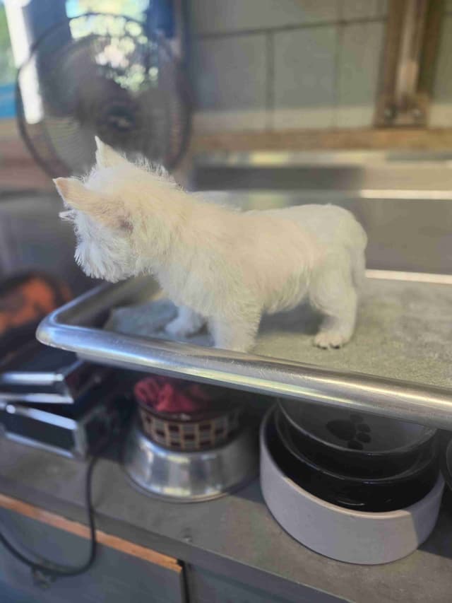 West Highland White Terrier Puppies media 11
