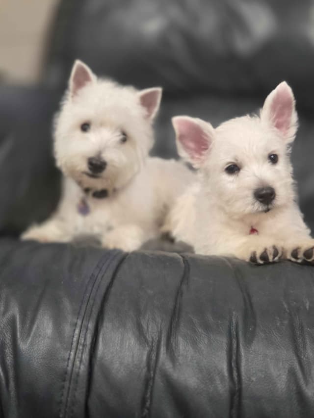 West Highland White Terrier Puppies media 13