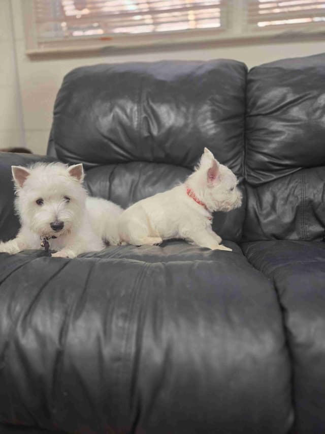 West Highland White Terrier Puppies media 12