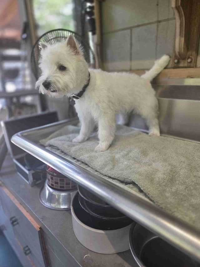 West Highland White Terrier Puppies media 14