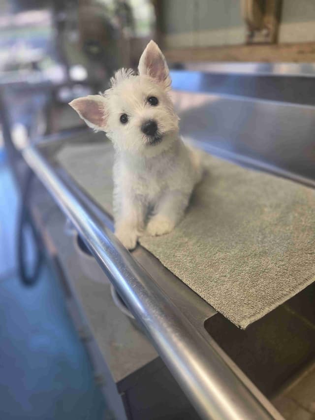 West Highland White Terrier Puppies media 15