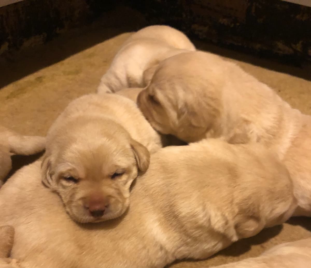 Labrador Retriever Puppies breeder image 1