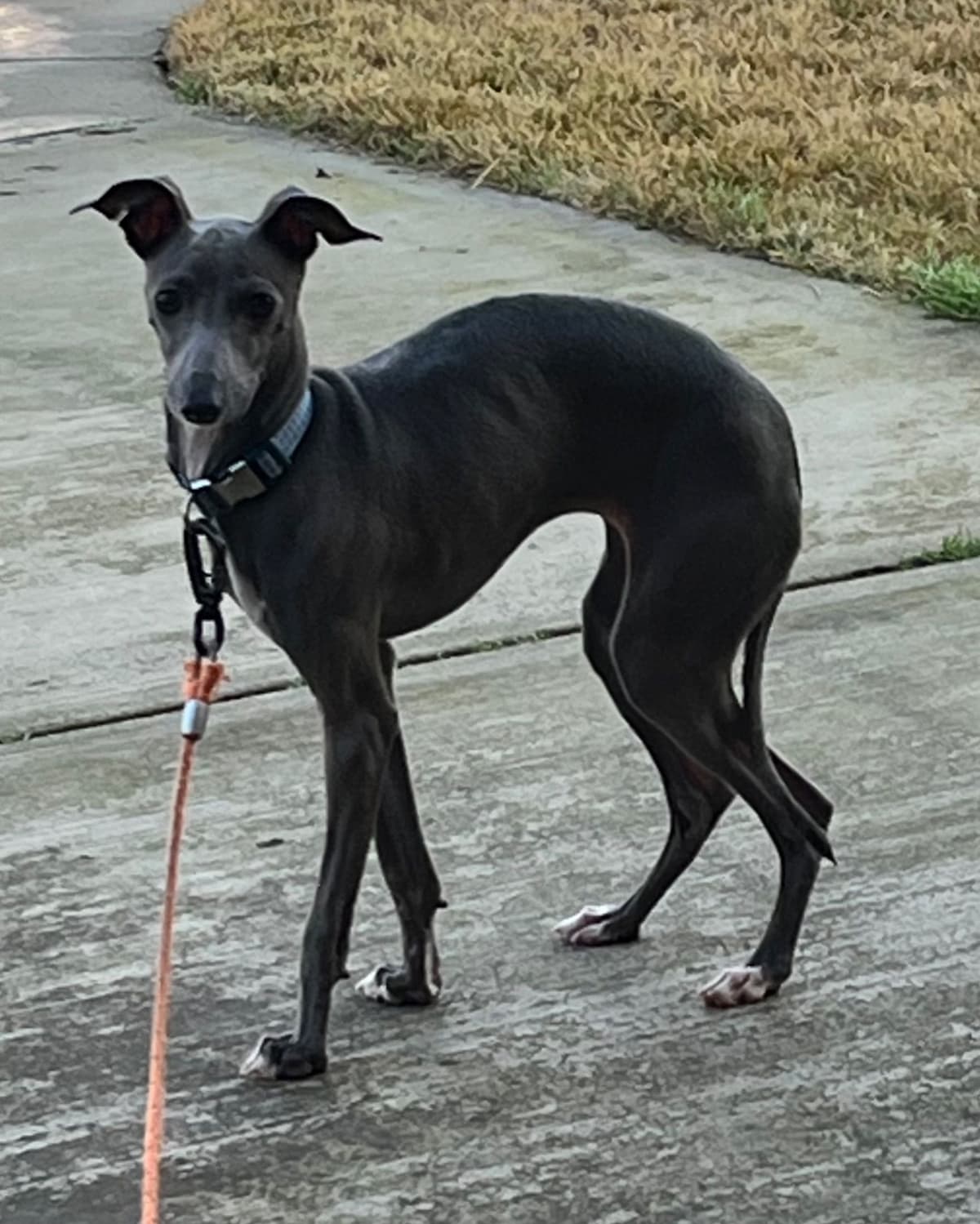 Italian Greyhound Puppies breeder image 1