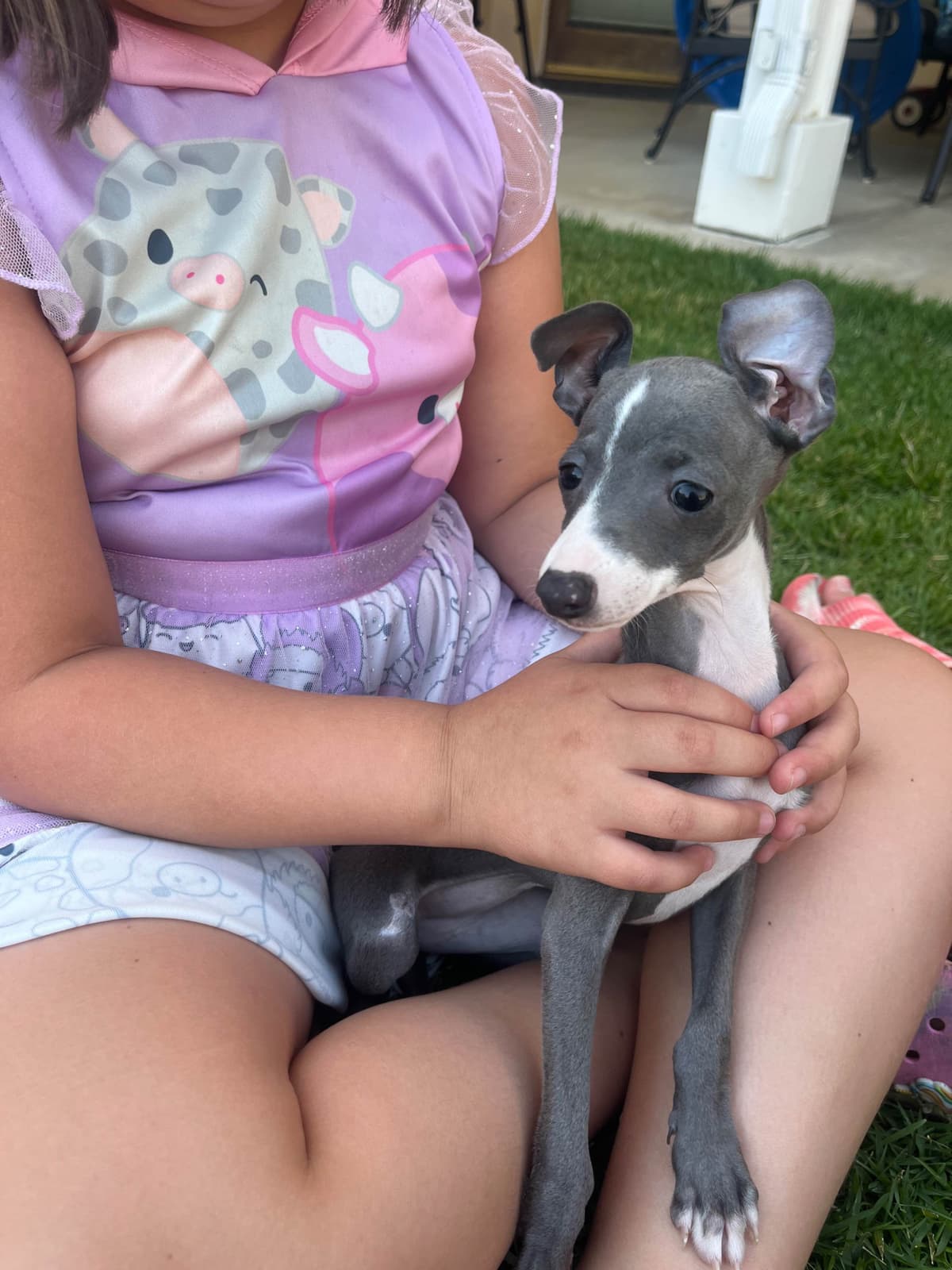 Italian Greyhound Puppies breeder image 3