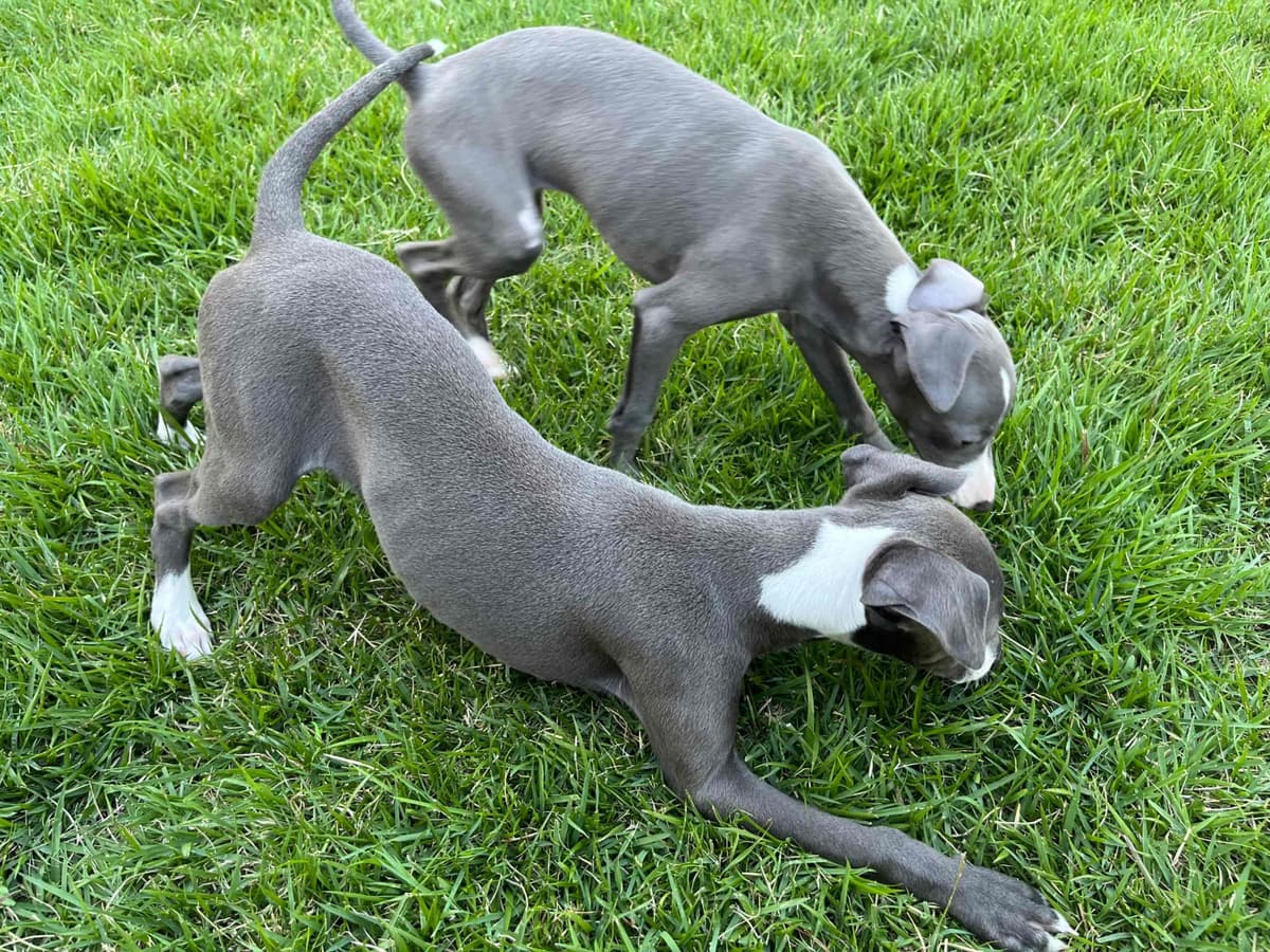 Italian Greyhound Puppies breeder image 2