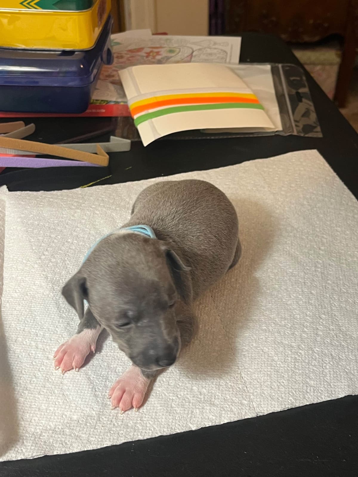 Italian Greyhound Puppies breeder image 4