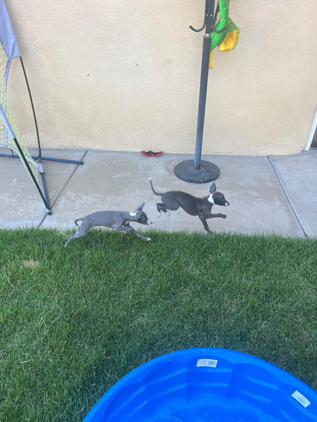 Italian Greyhound Puppies breeder image 9