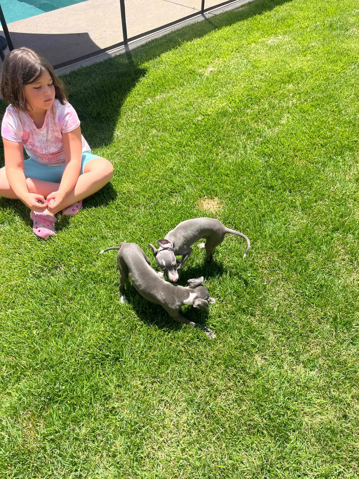 Italian Greyhound Puppies breeder image 11