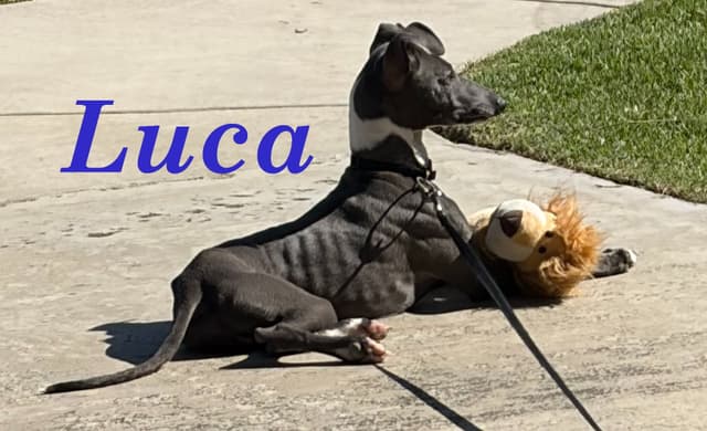 Italian Greyhound Puppies media 2