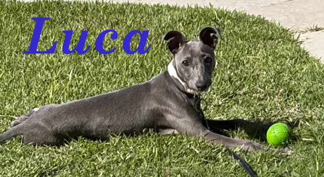 Italian Greyhound Puppies media 3