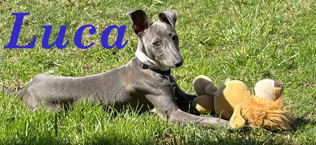 Italian Greyhound Puppies media 4