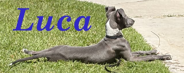 Italian Greyhound Puppies media 5
