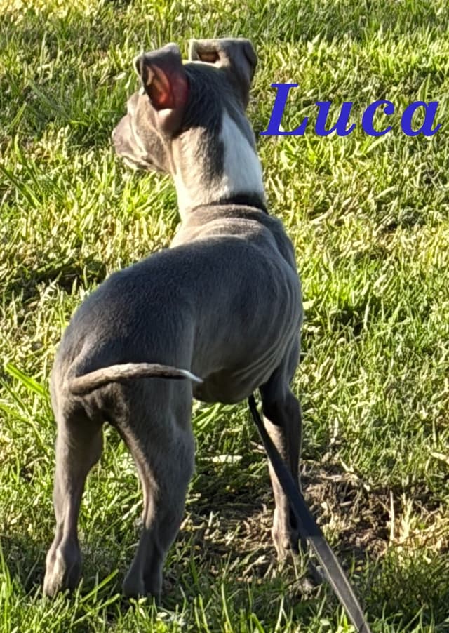 Italian Greyhound Puppies media 6