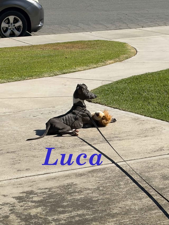 Italian Greyhound Puppies media 7